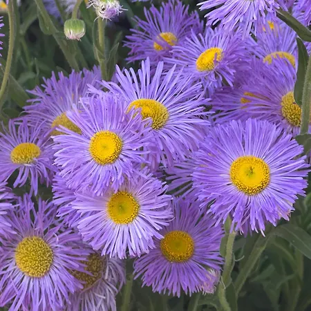 Daire Amartman Primo U - Elenite *